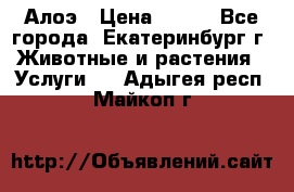 Алоэ › Цена ­ 150 - Все города, Екатеринбург г. Животные и растения » Услуги   . Адыгея респ.,Майкоп г.